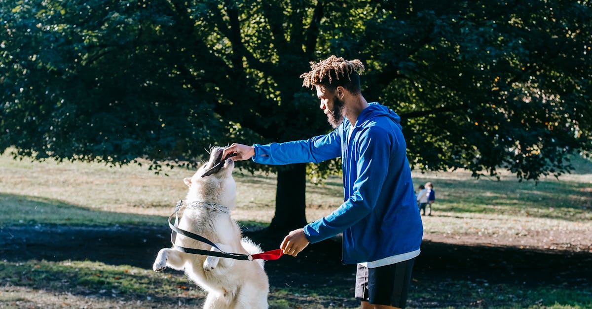 Dog Obedience Training